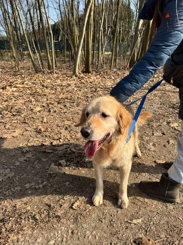 Casper, un Golden Retriever bello da impazzire Foto 2